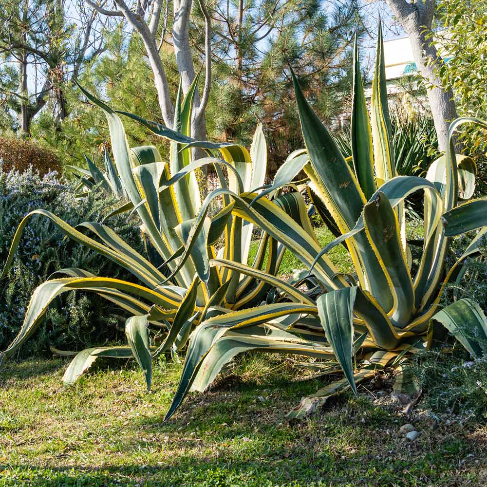 Variegated Century Plant - Image 3