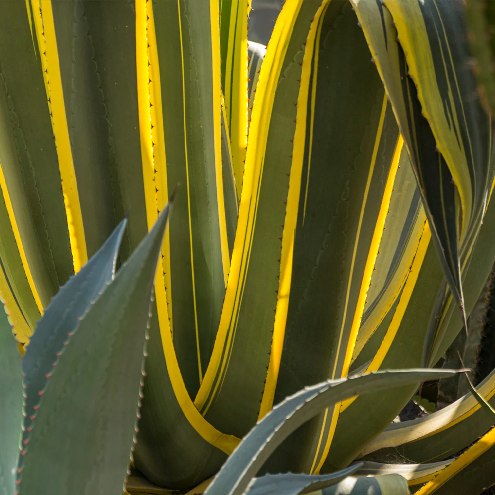 Variegated Century Plant - Image 4