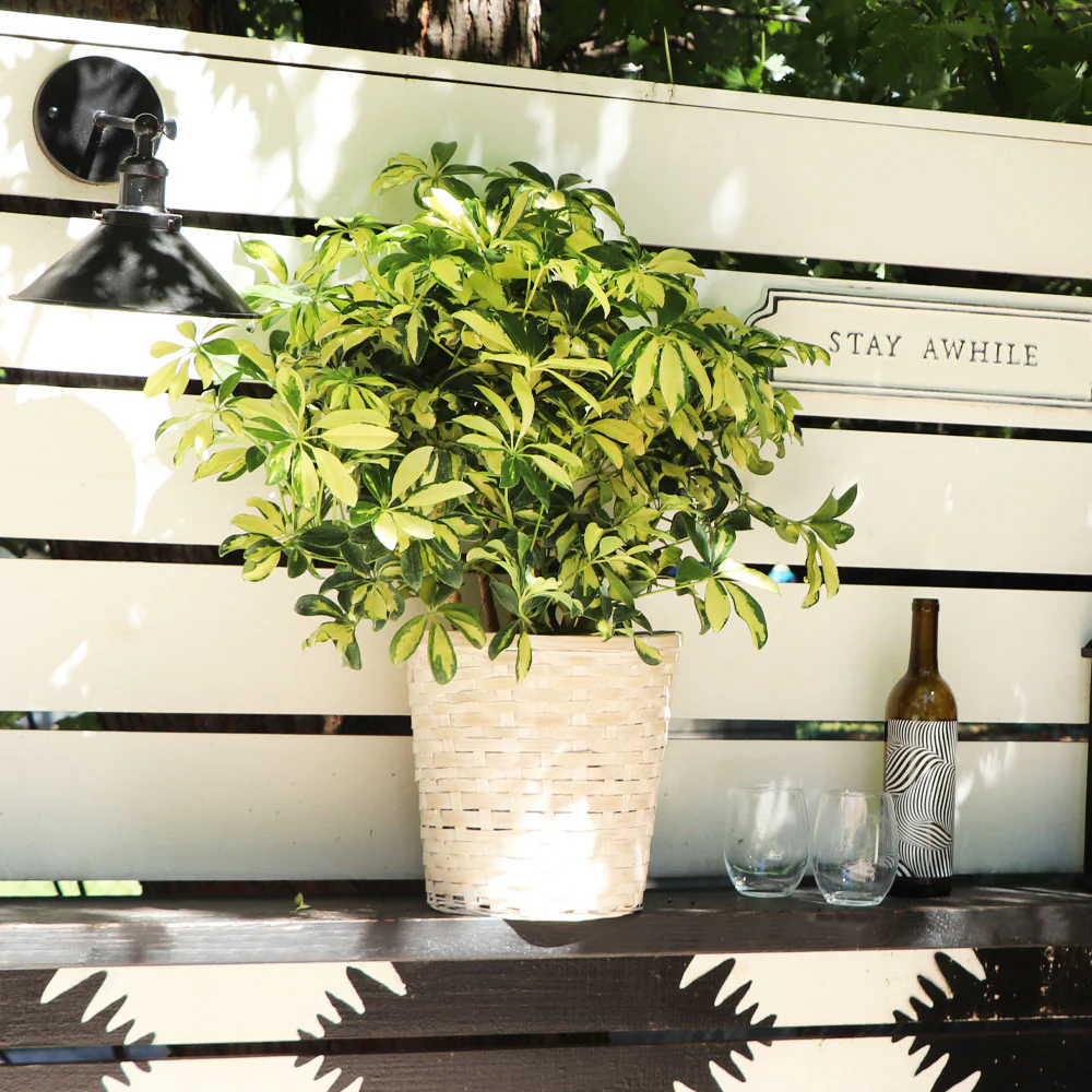 Variegated Dwarf Umbrella Tree - Image 2