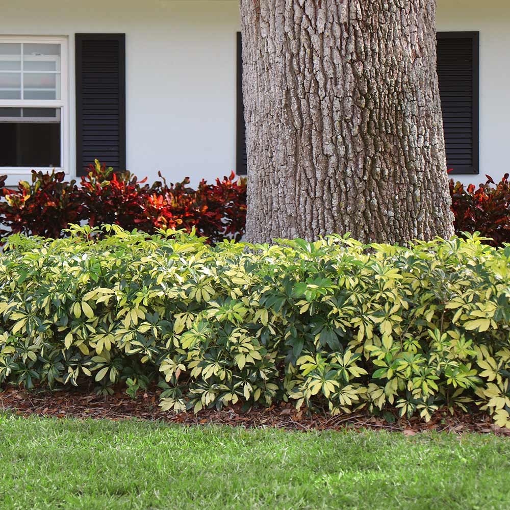 Variegated Dwarf Umbrella Tree - Image 3