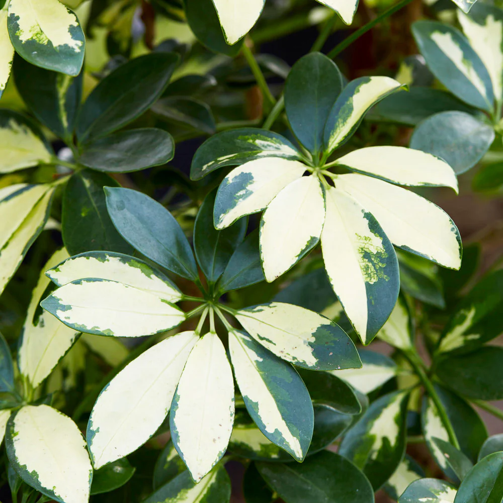 Variegated Dwarf Umbrella Tree - Image 4