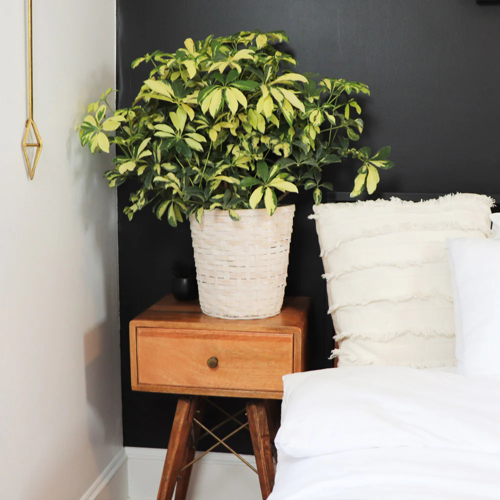 Variegated Dwarf Umbrella Tree - Image 5