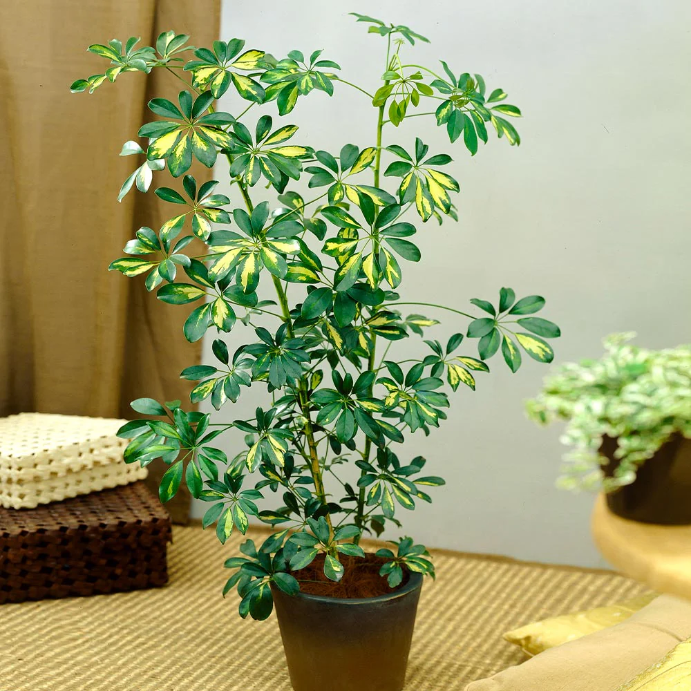Variegated Dwarf Umbrella Tree - Image 6