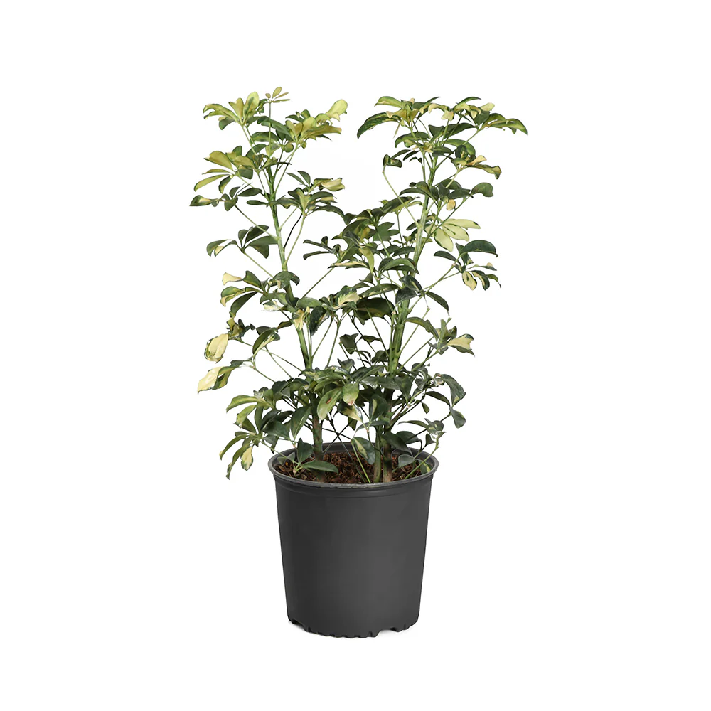 Variegated Dwarf Umbrella Tree - Image 7