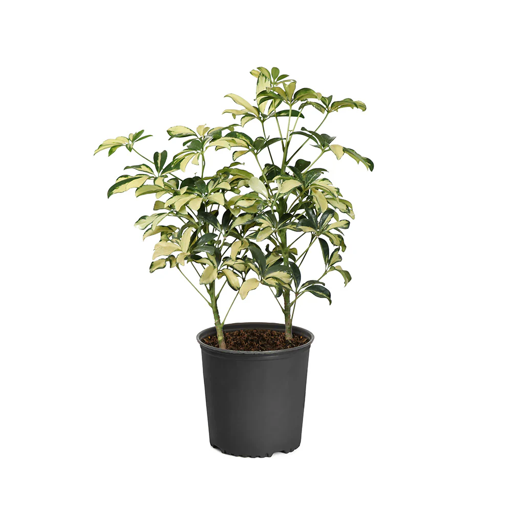 Variegated Dwarf Umbrella Tree - Image 8
