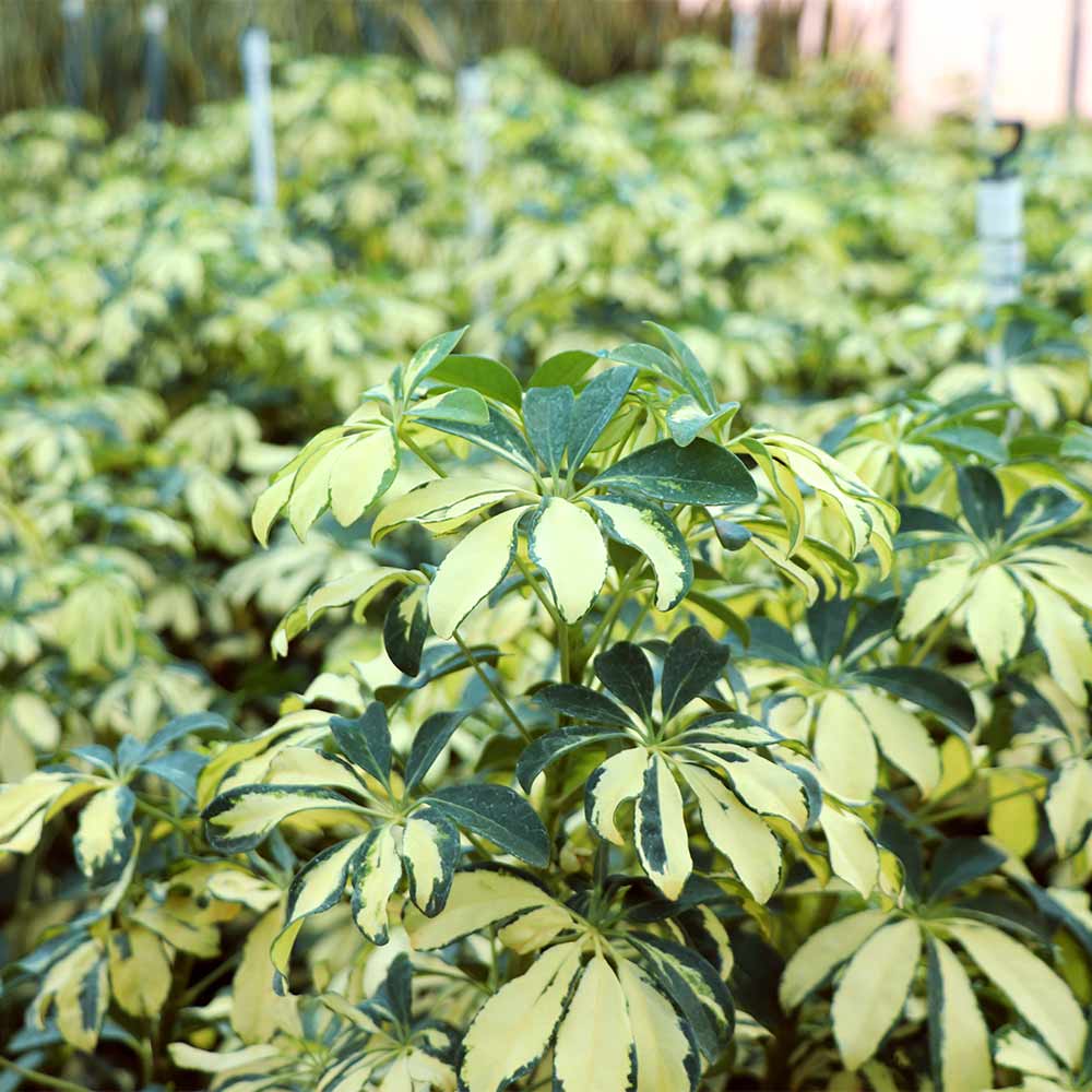 Variegated Dwarf Umbrella Tree - Image 9