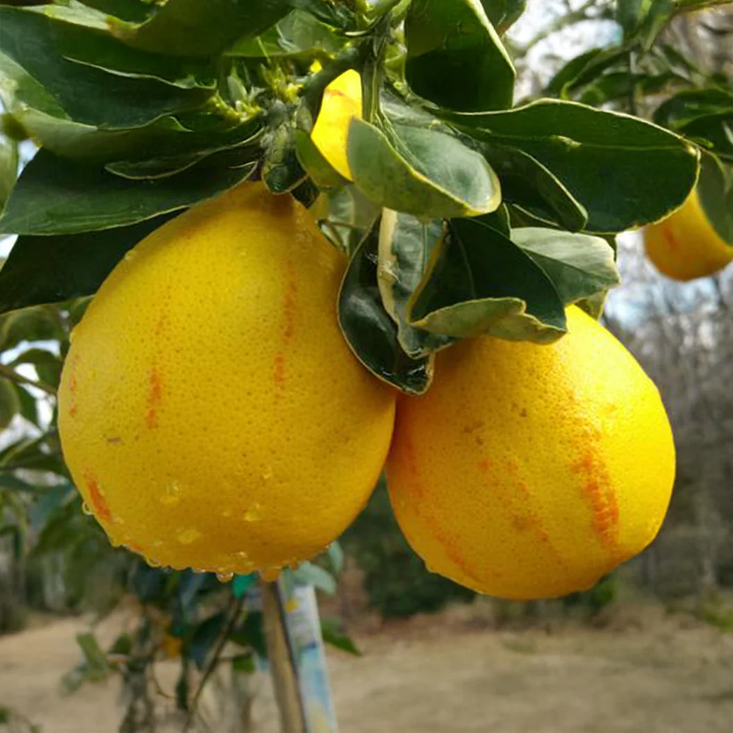 Variegated Honeybell Tangelo Tree - Image 2