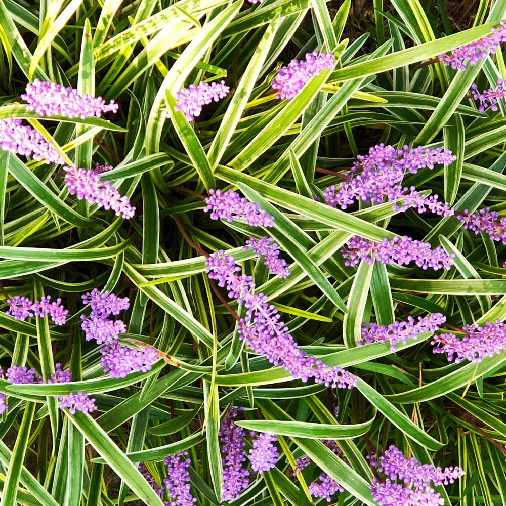 Variegated Liriope Plant - Image 3