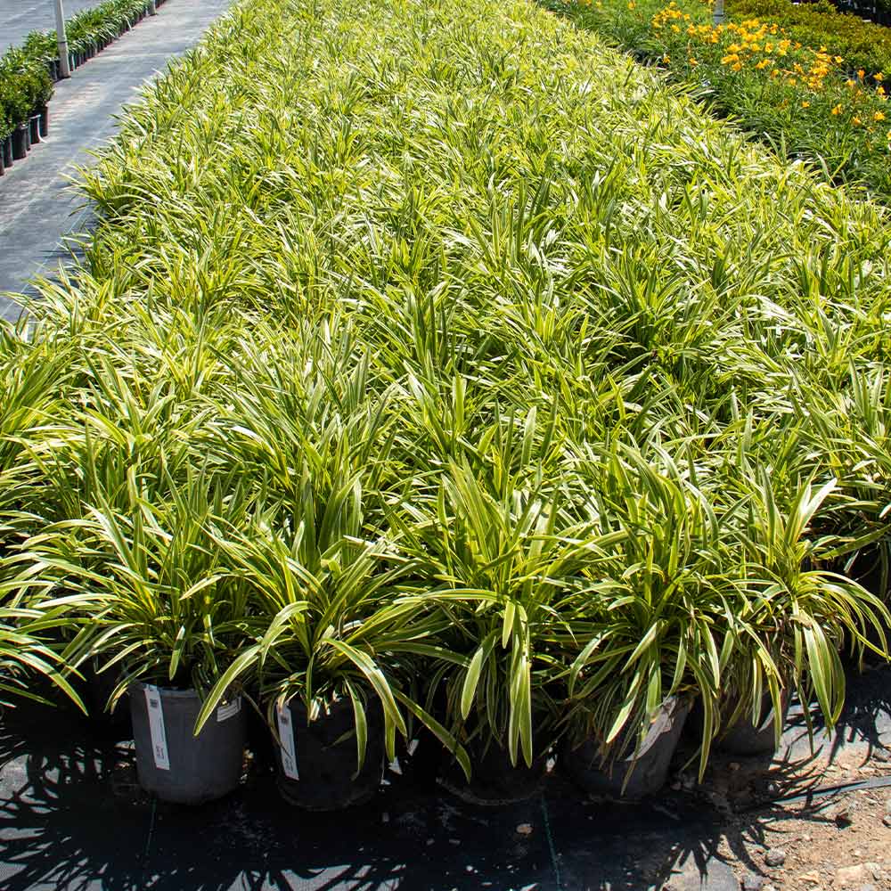 Variegated Liriope Plant - Image 4