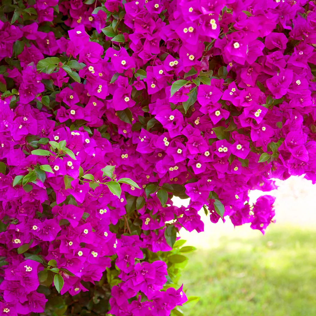 Vera Deep Purple Bougainvillea - Image 2