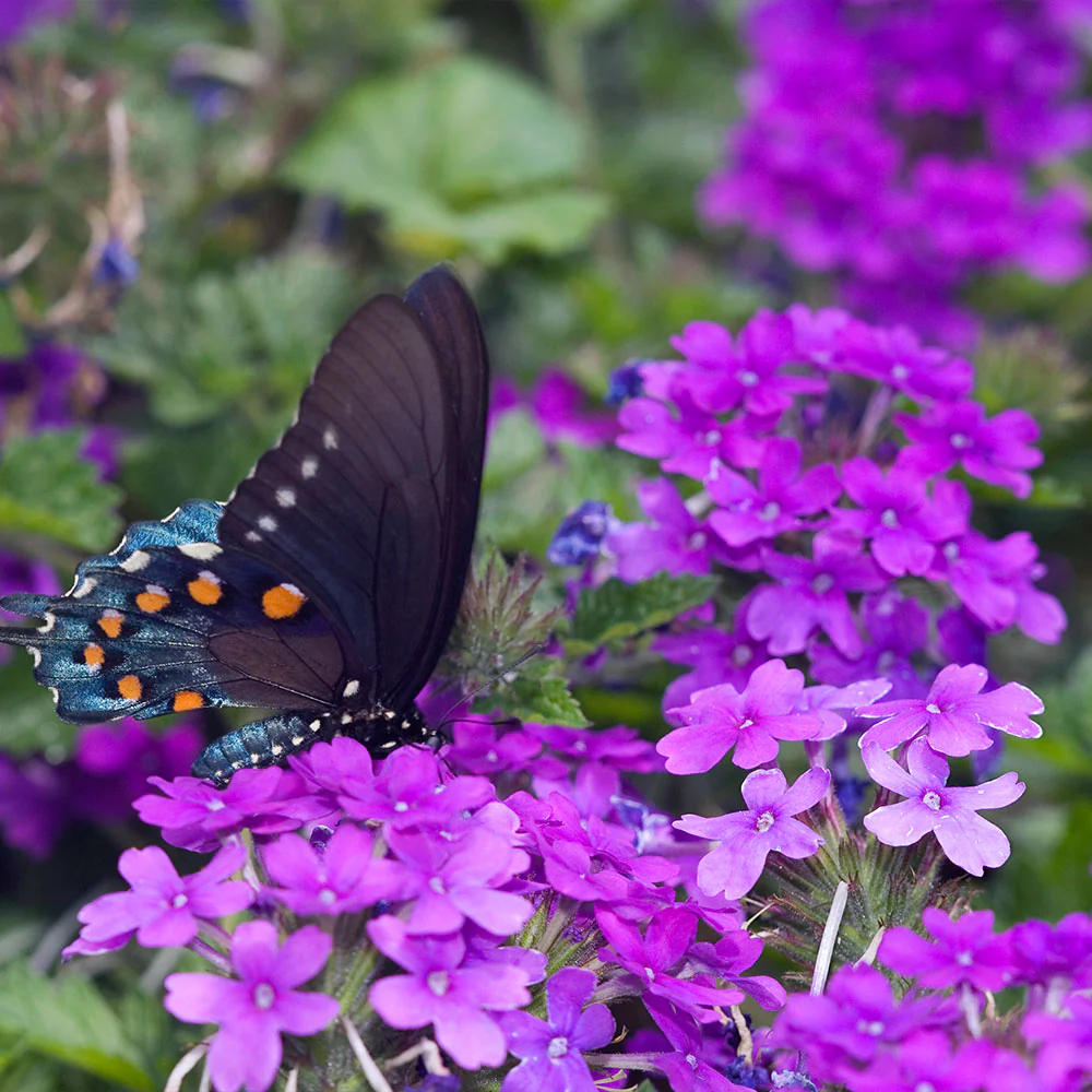 Verbena Purple Homestead - Image 2