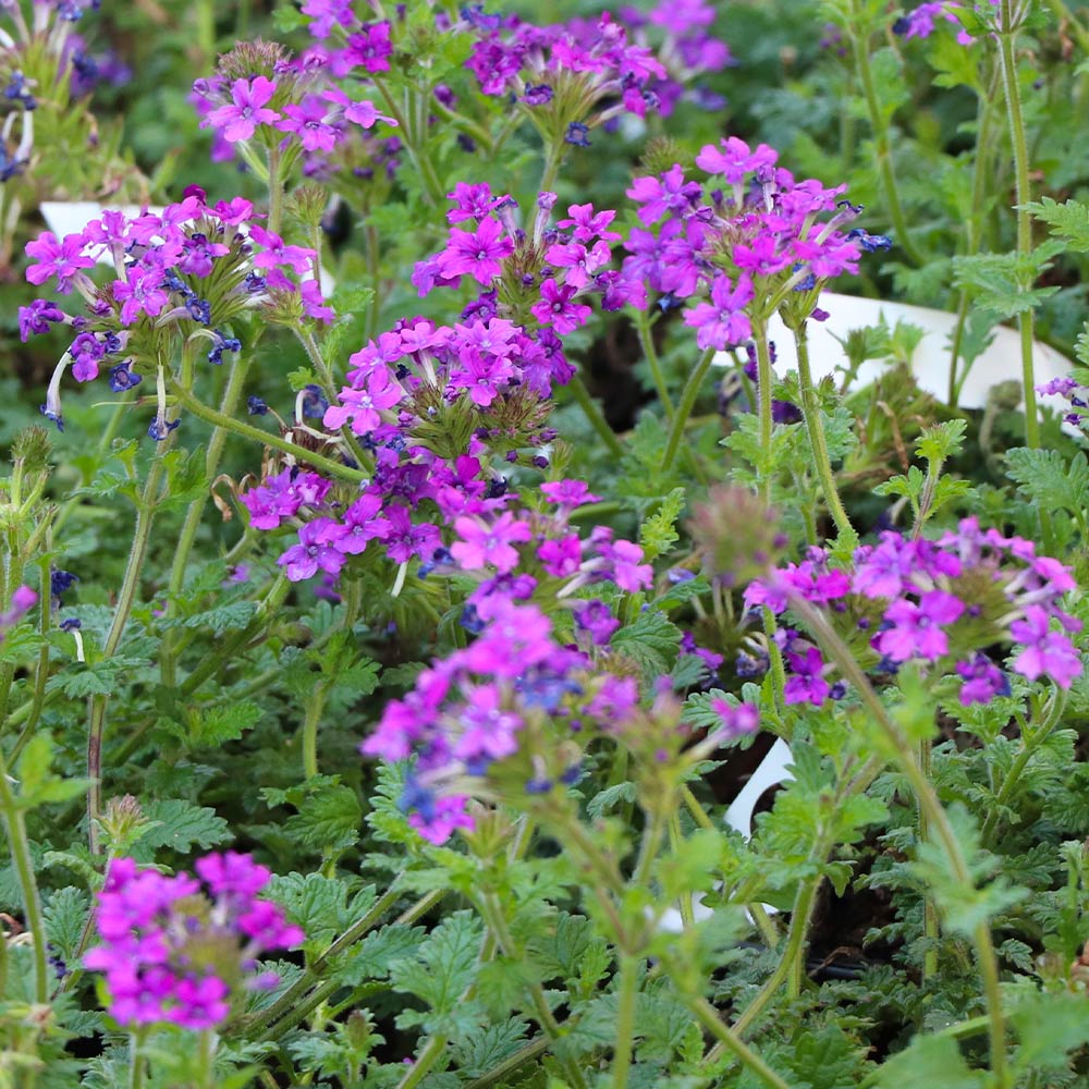 Verbena Purple Homestead - Image 3