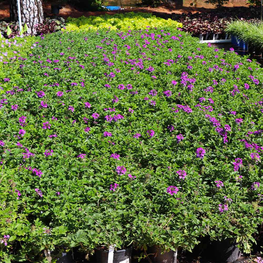 Verbena Purple Homestead - Image 4