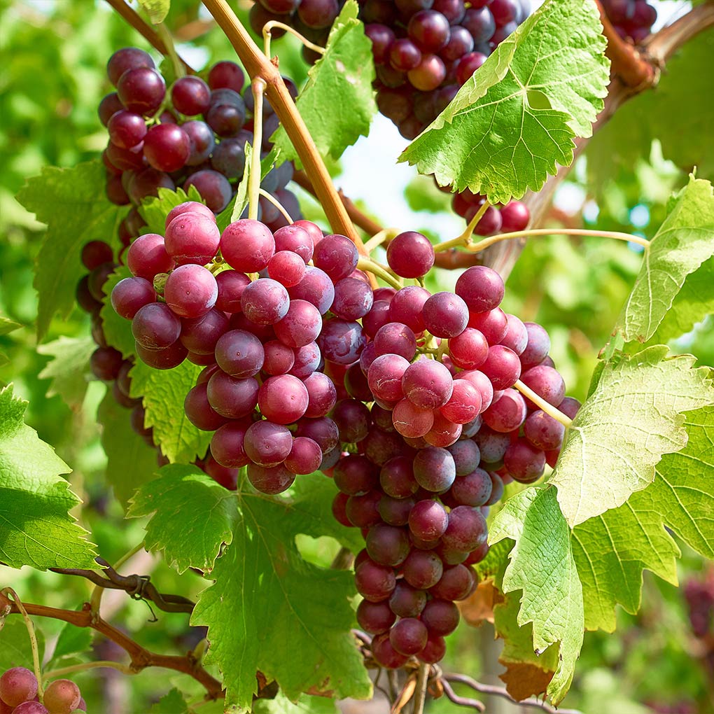 Victoria Red Grape - Image 2
