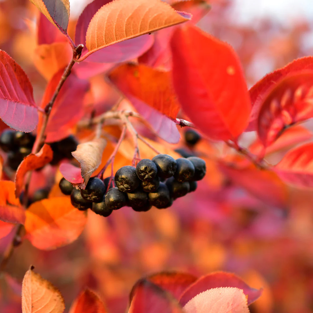 Viking Aronia Chokeberry Bush - Image 2