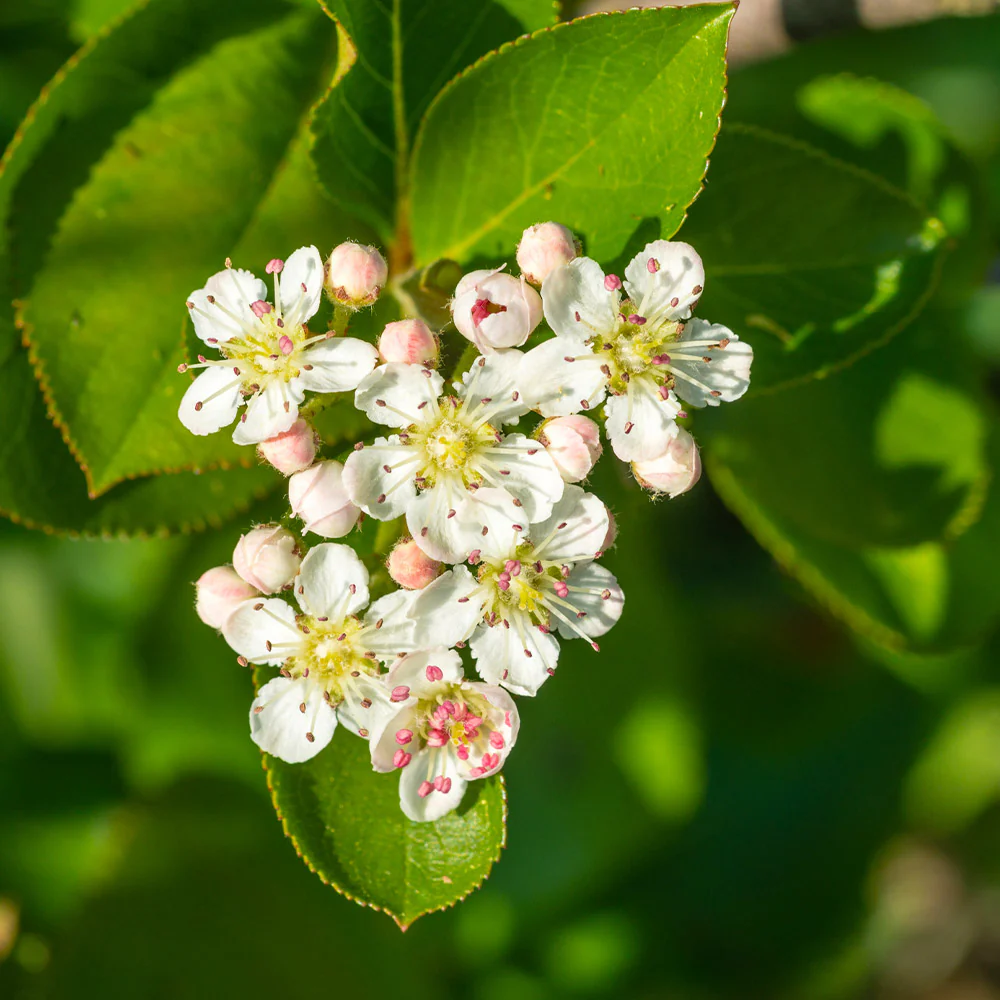 Viking Aronia Chokeberry Bush - Image 3