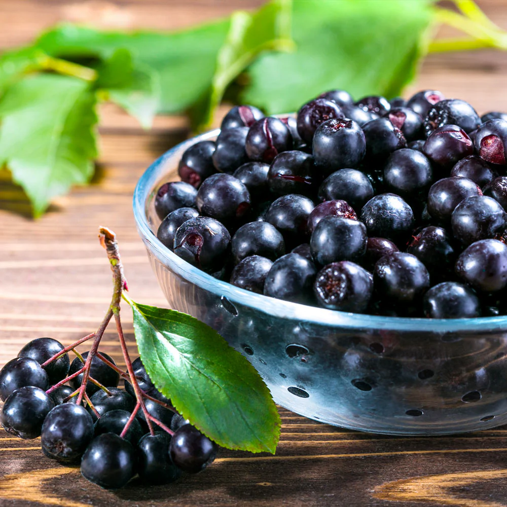 Viking Aronia Chokeberry Bush - Image 4