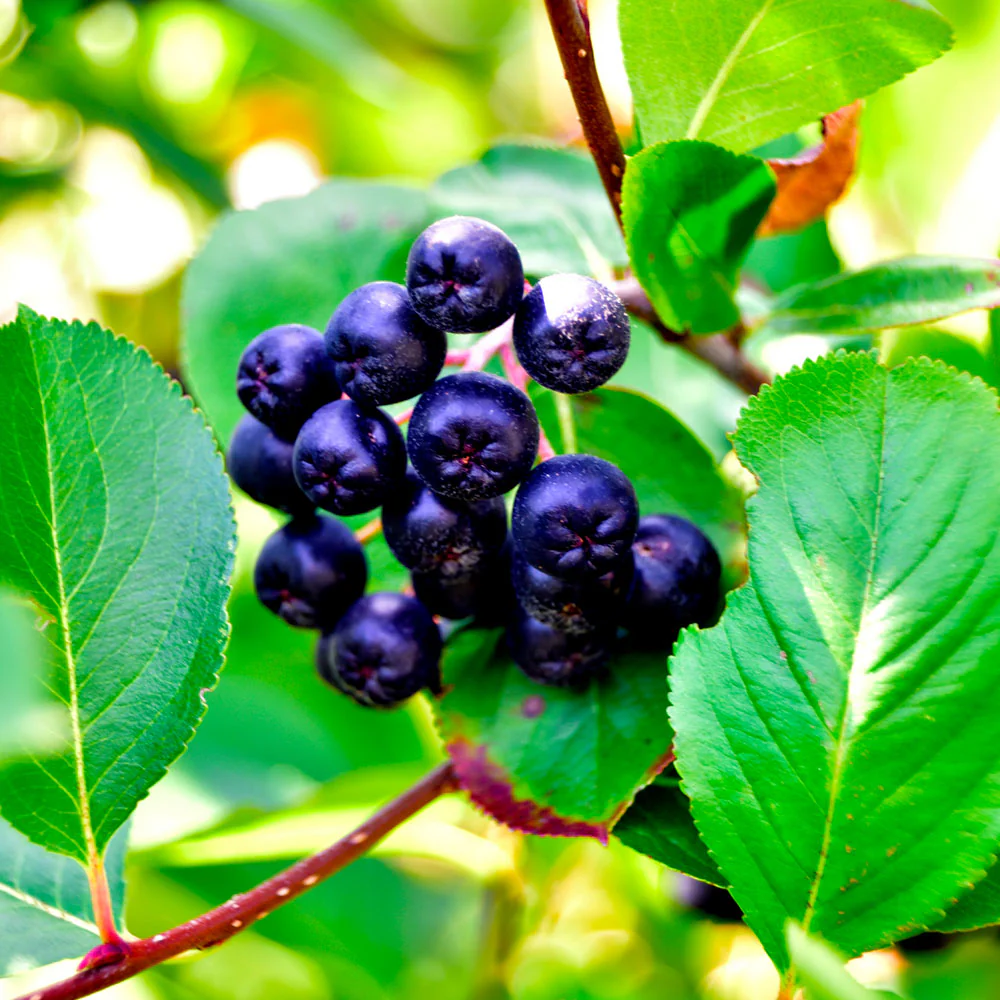 Viking Aronia Chokeberry Bush - Image 5