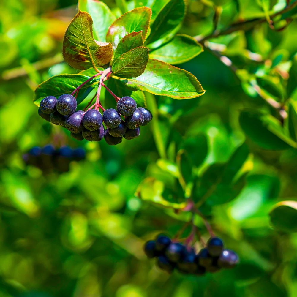 Viking Aronia Chokeberry Bush - Image 6