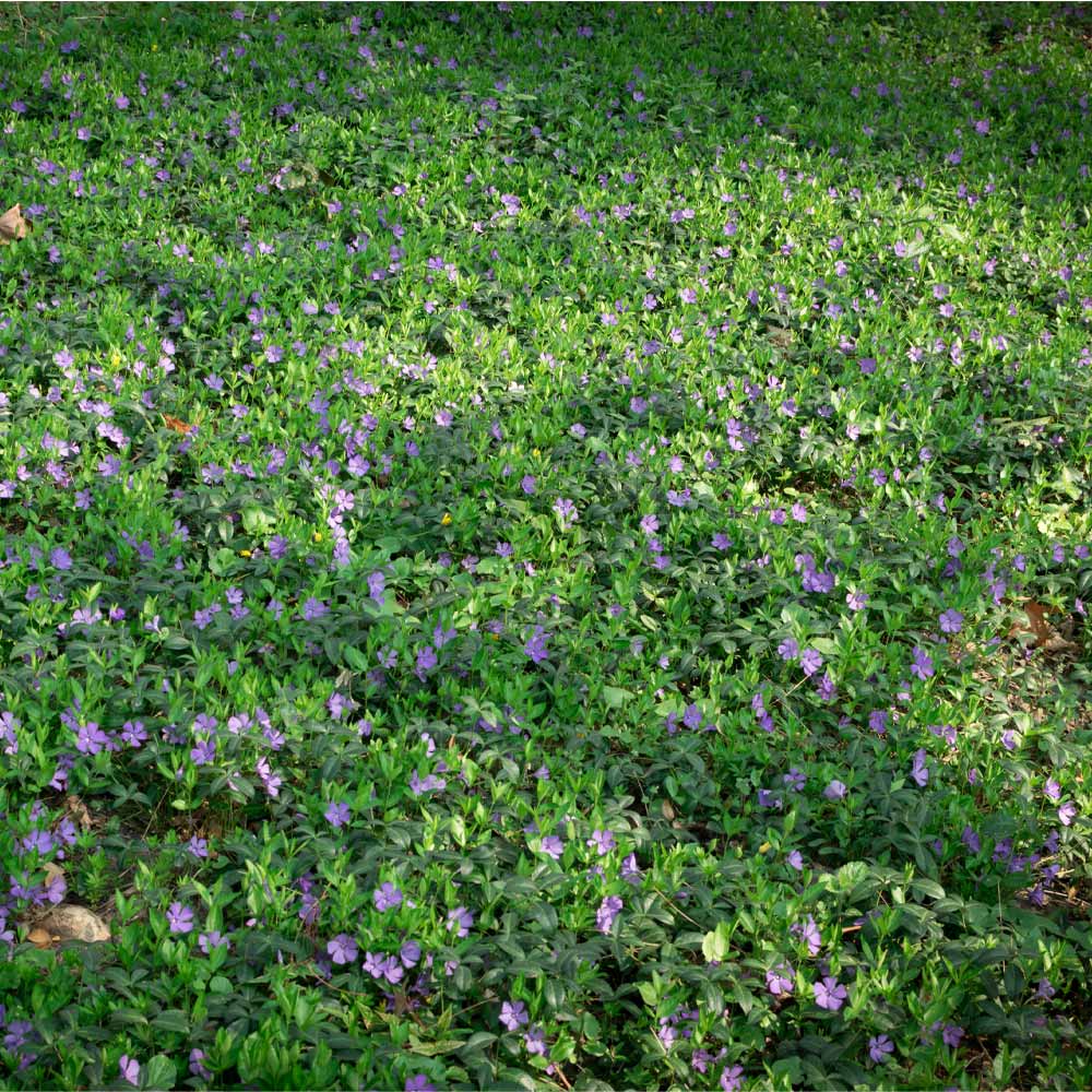 Vinca Minor Periwinkle Vine - Image 3