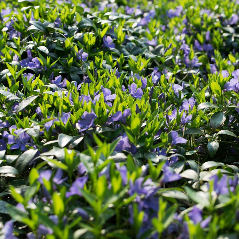 Vinca Minor Periwinkle Vine - Image 4