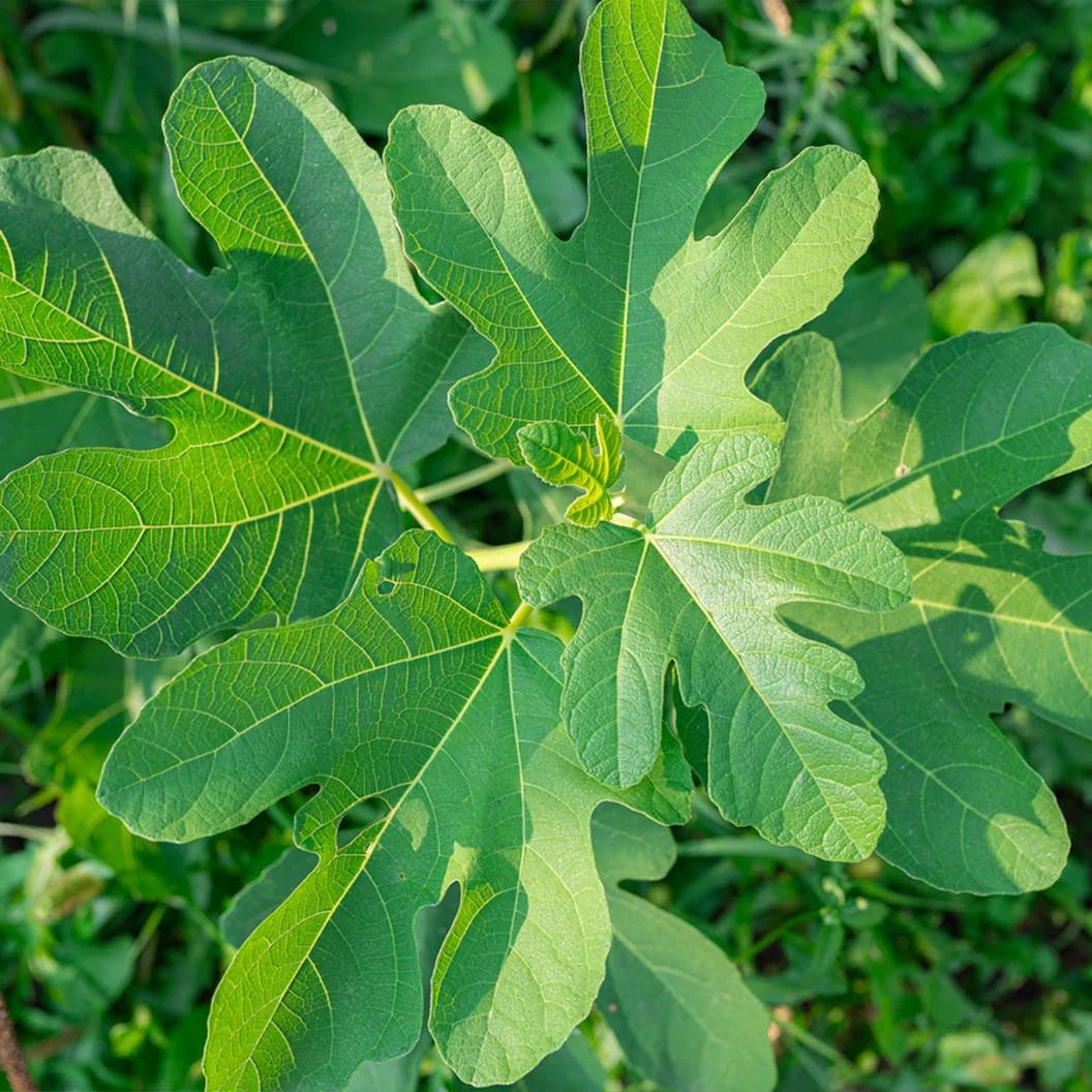 Violette de Bordeaux Fig Tree - USDA Organic - Image 4