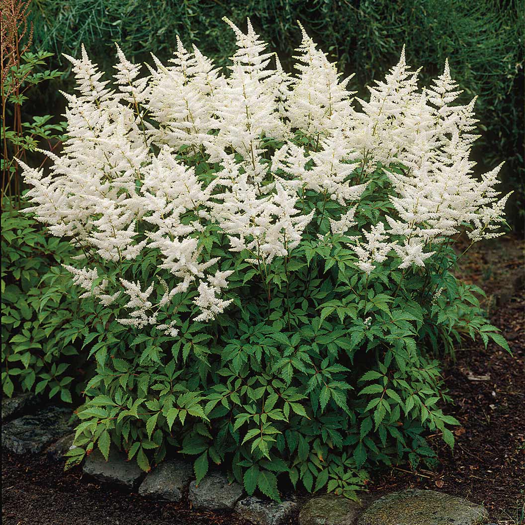 Vision in White Astilbe Plant - Image 2