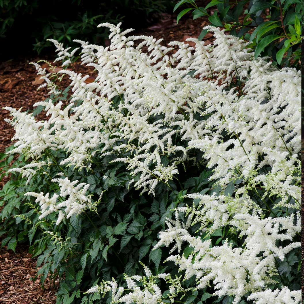 Vision in White Astilbe Plant - Image 3