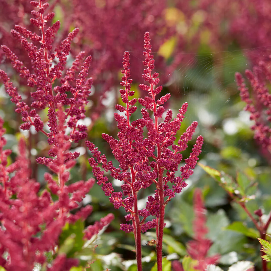 Visions in Red Astilbe Plant