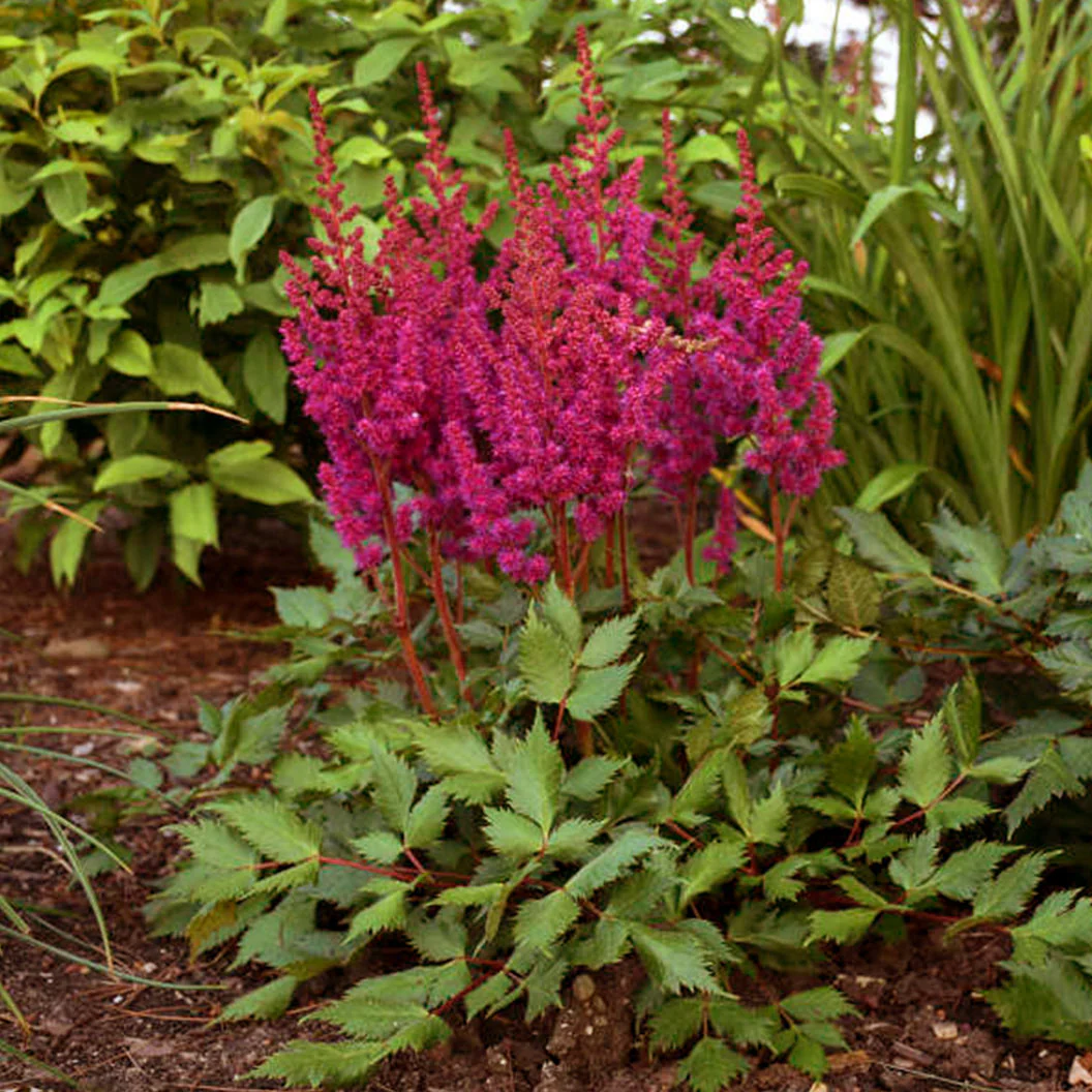 Visions in Red Astilbe Plant - Image 3