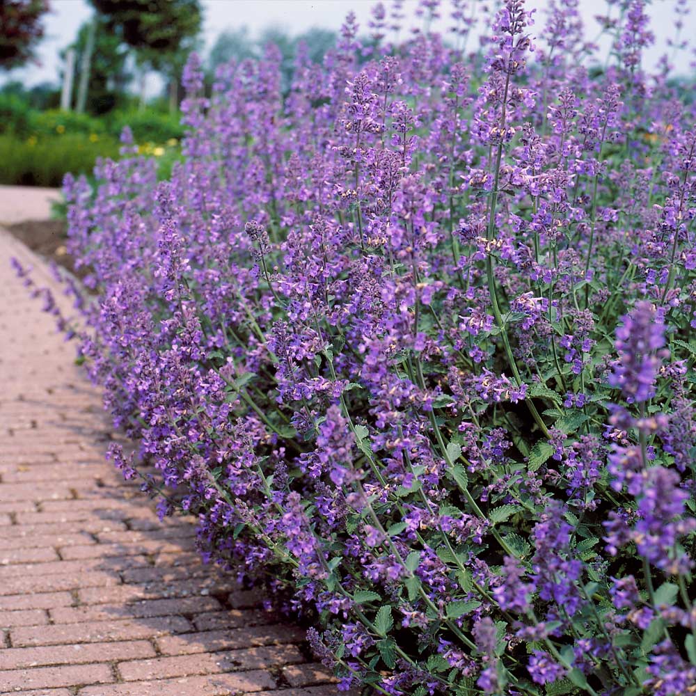 Walker's Low Nepeta Catmint Plant - Image 3