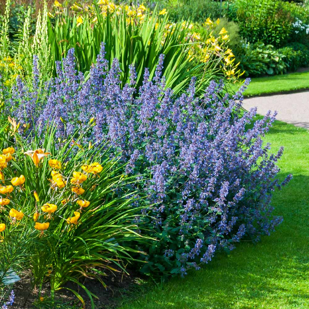 Walker's Low Nepeta Catmint Plant - Image 4