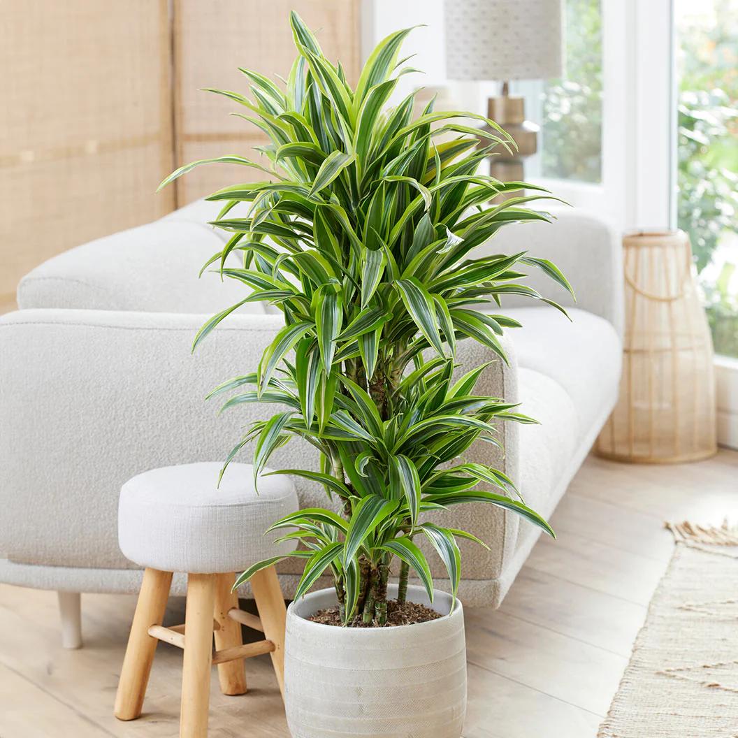Warneckii Lemon Lime Dracaena - Image 2