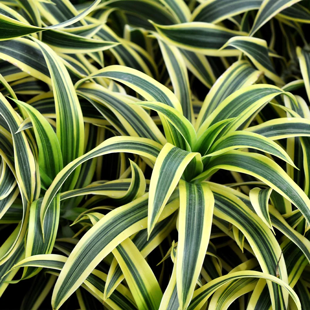 Warneckii Lemon Lime Dracaena - Image 3