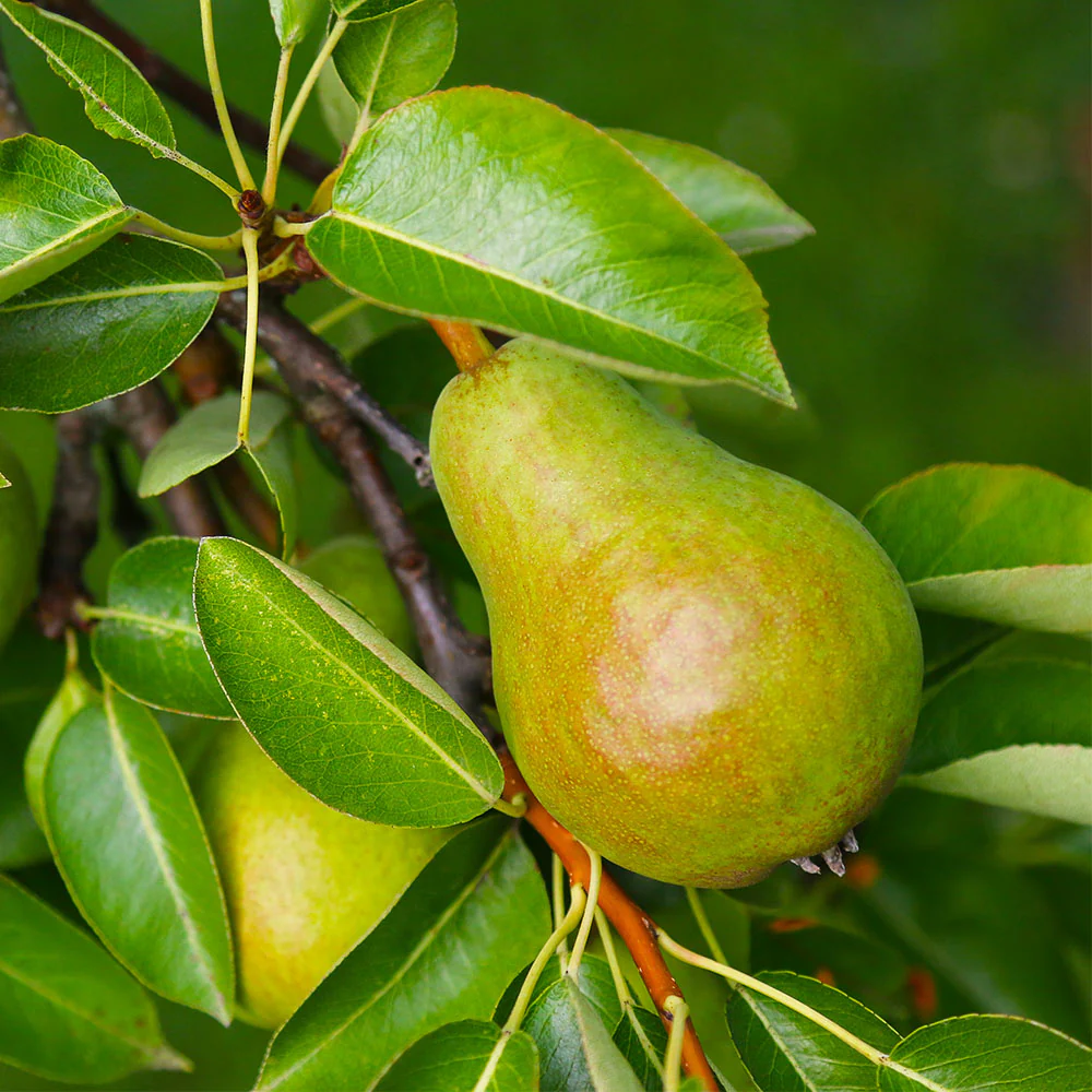 Warren Pear Tree - Image 2