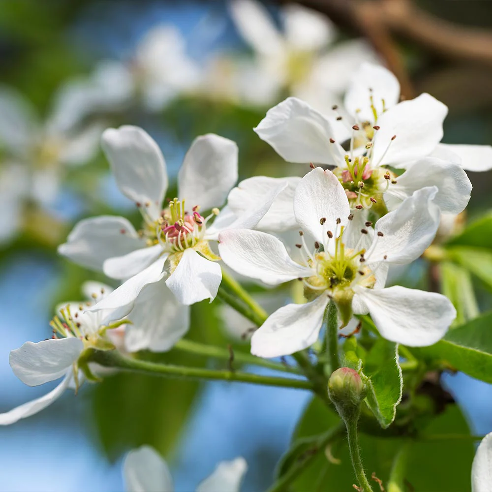 Warren Pear Tree - Image 5