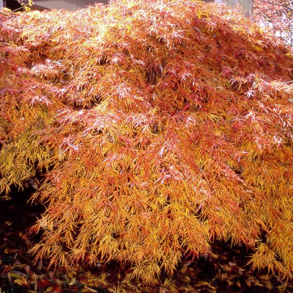 Waterfall Japanese Maple Tree - Image 2