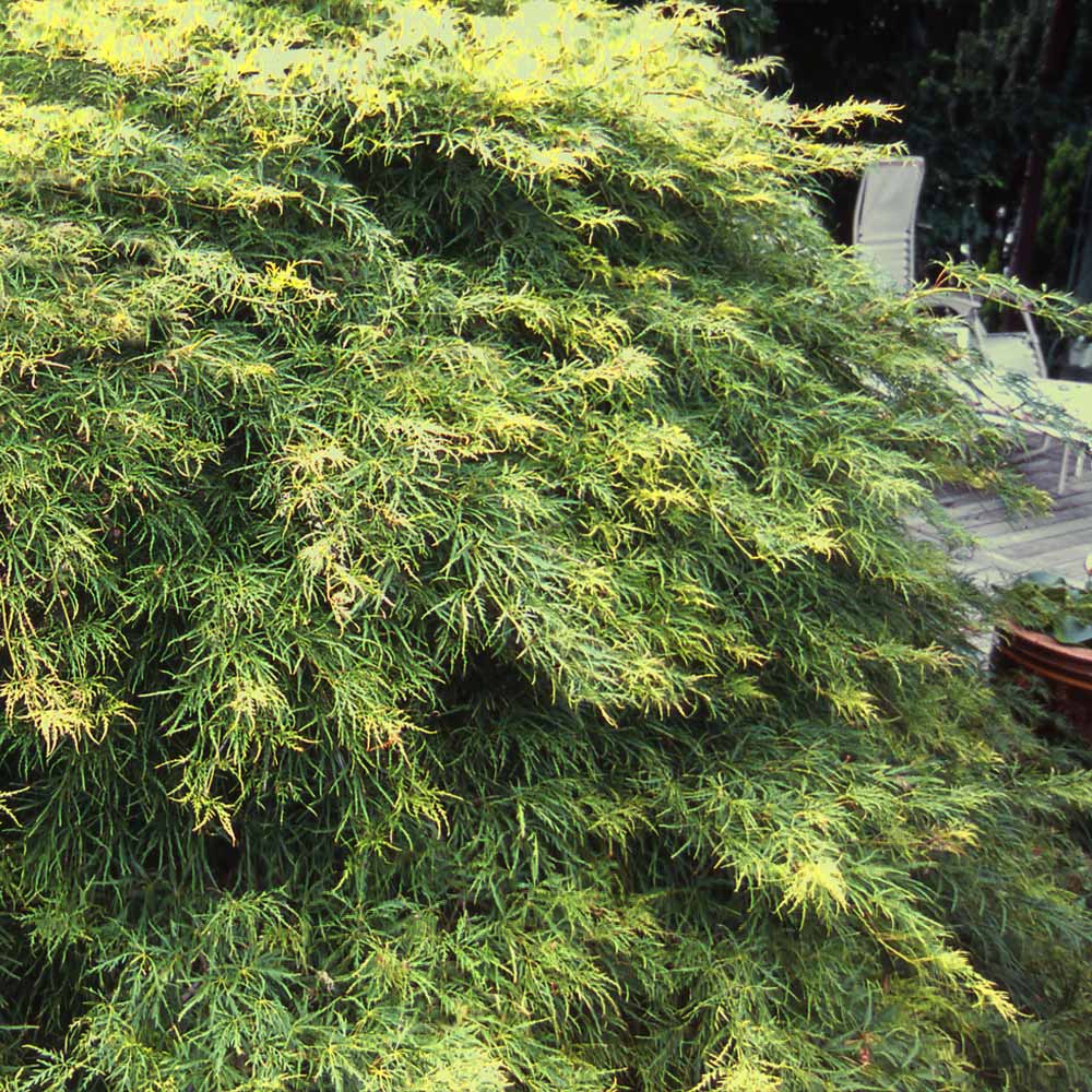 Waterfall Japanese Maple Tree - Image 3
