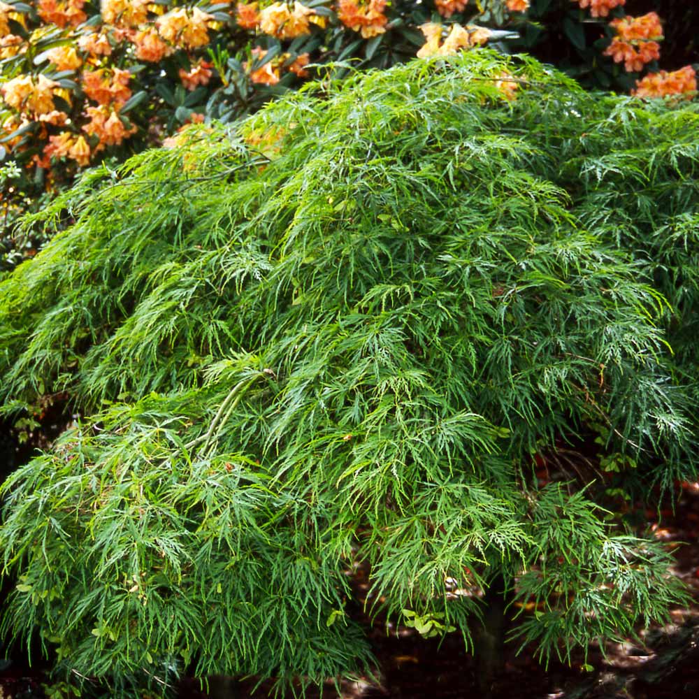 Waterfall Japanese Maple Tree - Image 4