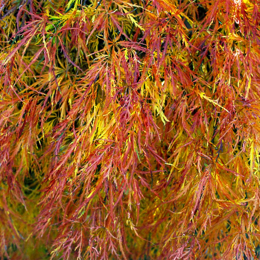 Waterfall Japanese Maple Tree - Image 5