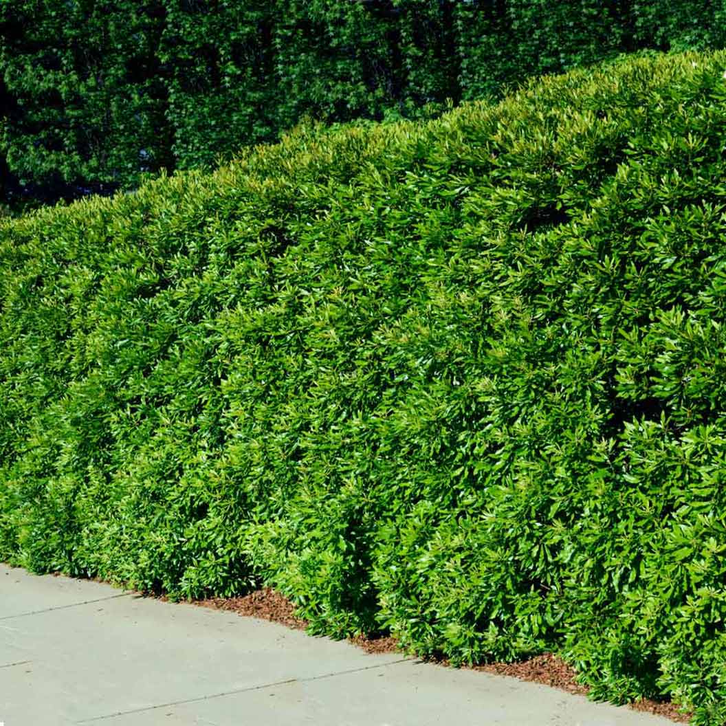 Wax Myrtle Tree - Image 3