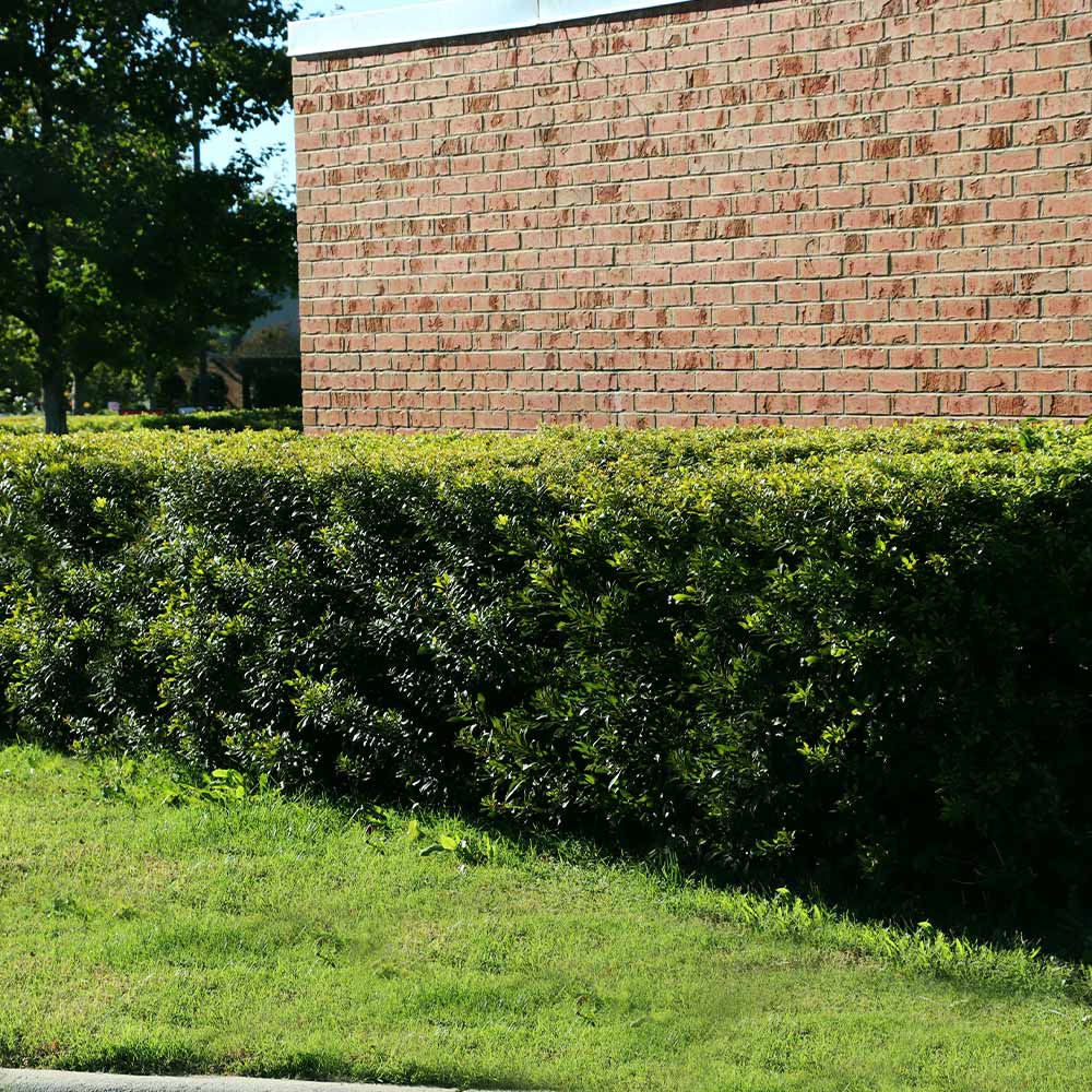 Wax Myrtle Tree - Image 4
