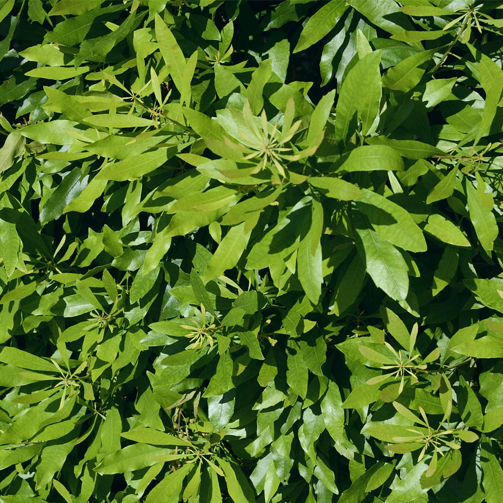 Wax Myrtle Tree - Image 5