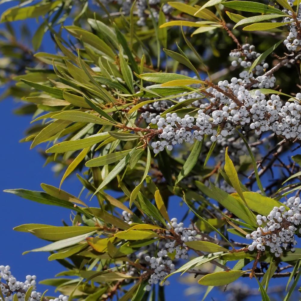 Wax Myrtle Tree - Image 6