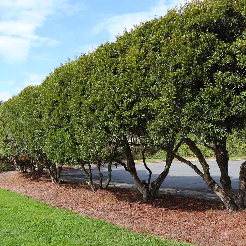 Wax Myrtle Tree - Image 7