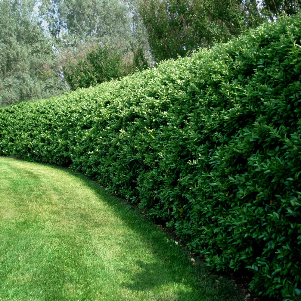 Waxleaf Privet Shrub - Image 3