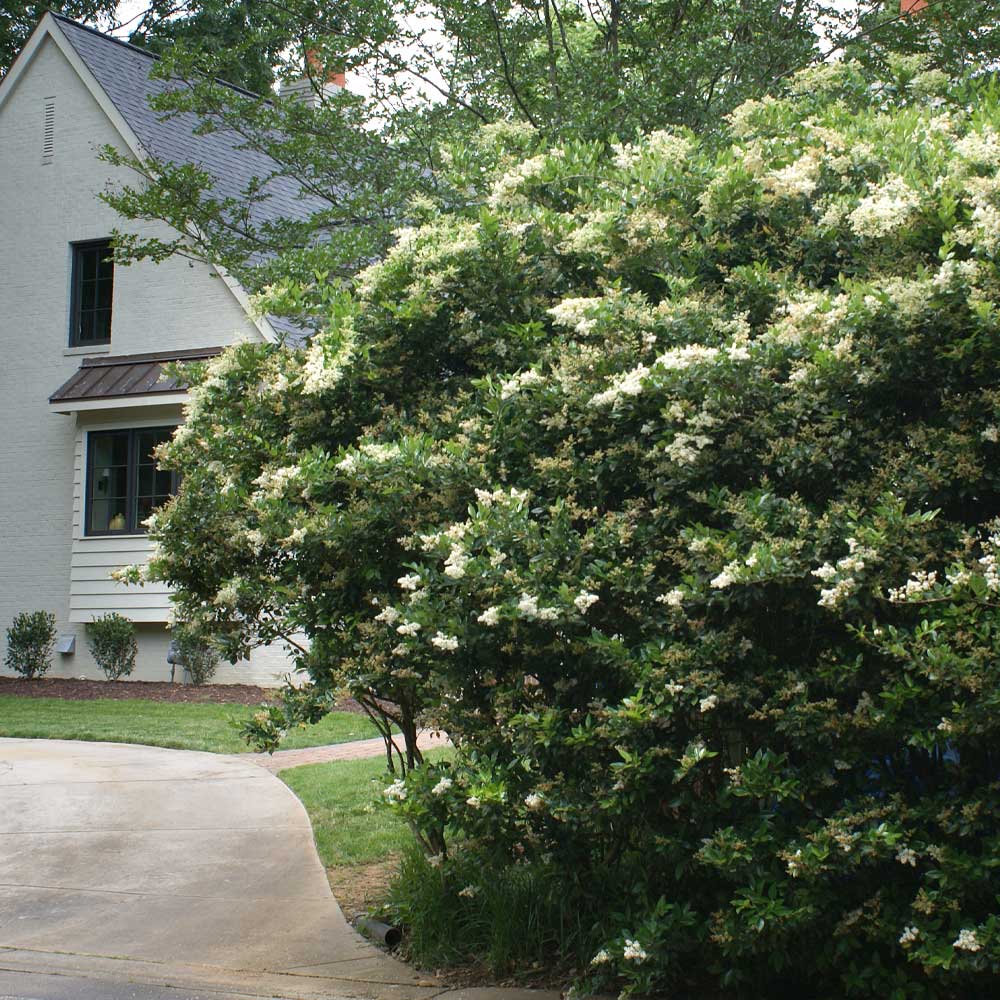 Waxleaf Privet Shrub - Image 4