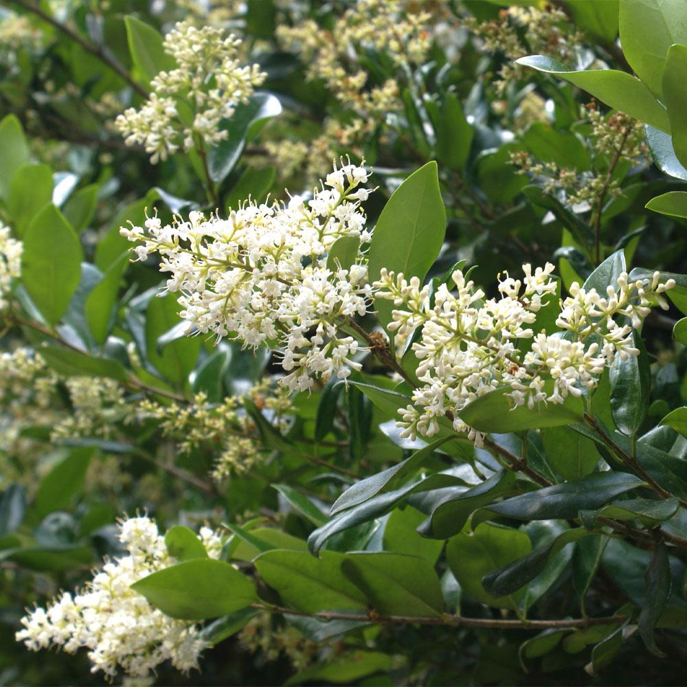 Waxleaf Privet Shrub - Image 5