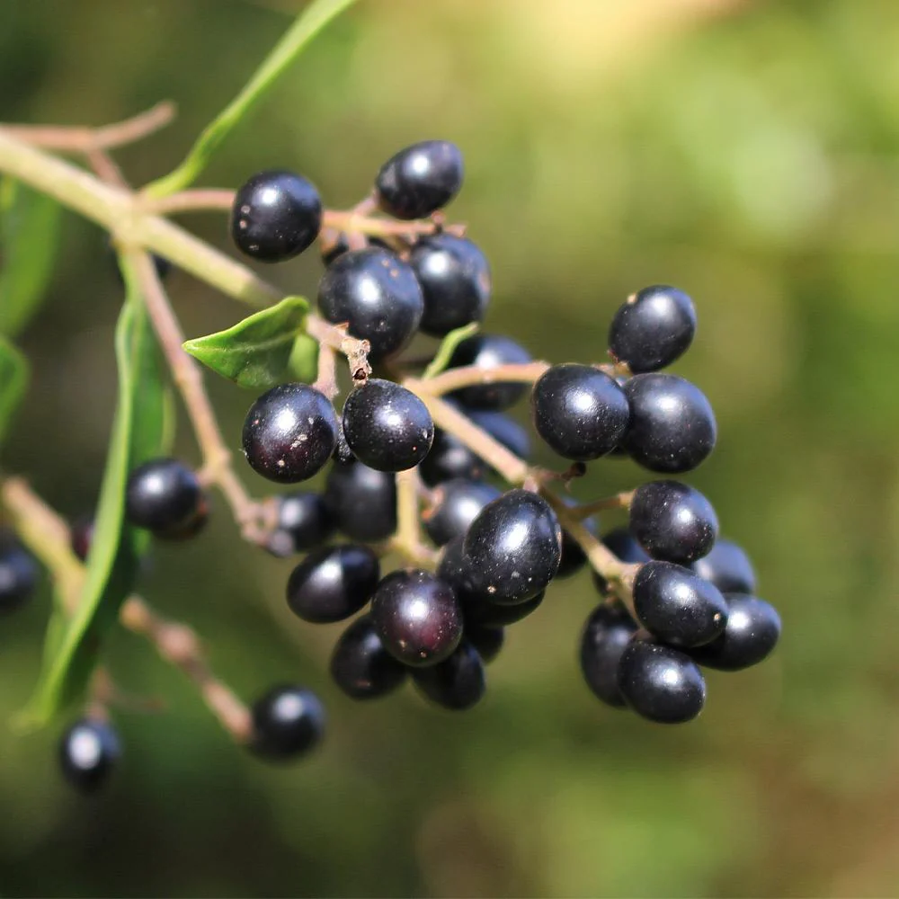 Waxleaf Privet Shrub - Image 6