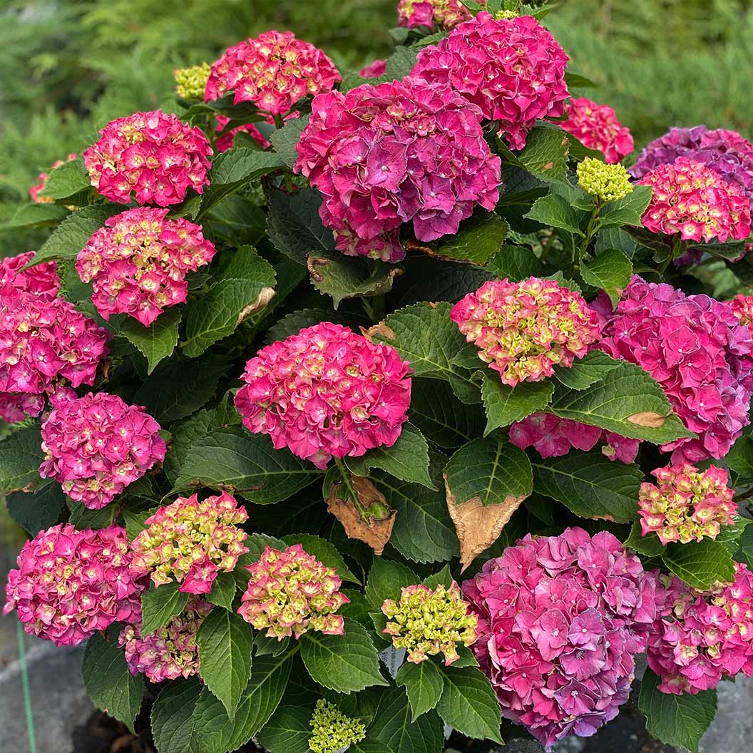 Proven Winners® Wee Bit Grumpy® Hydrangea - Image 3